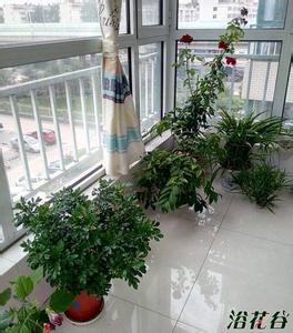适合封闭阳台种的花 封闭阳台适合种哪些花?