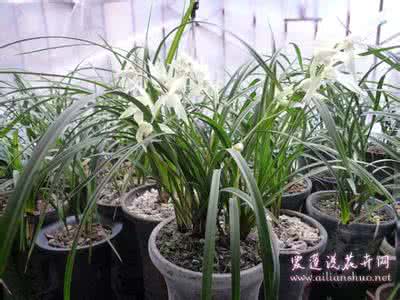 大雪素兰花的种植方法 大雪素兰花的种植方法 大雪素养殖方法介绍