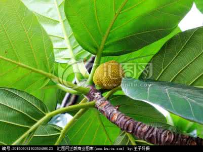 凤仙花靠什么传播种子 面包树 凤仙花靠什么传播种子