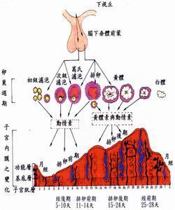 排卵期同房会出血吗 排卵期出血同房会怎样 排卵期出血还可以同房吗