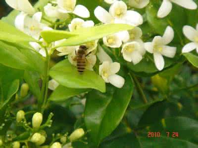 花香精油 七里香花 七里花香精油的提取