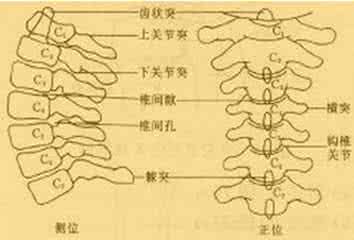 脊髓休克的临床表现 脊髓休克的临床表现都有哪些呢