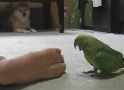 生化武器 夏日脚臭堪比生化武器,解决它1招就够了