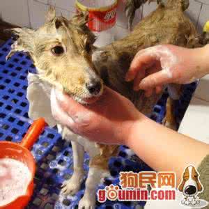 幼犬什么时候可以洗澡 病犬幼犬洗澡容易引发感冒