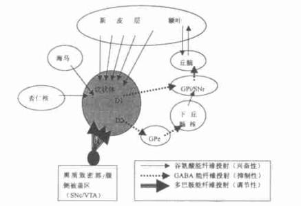 海马和学习记忆的关系