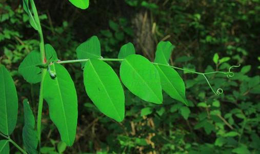 小麦条锈病 野豌豆锈病