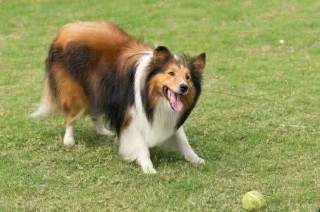 喜乐蒂吃什么狗粮好 喜乐蒂能吃大蒜吗