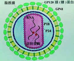 生物病毒标志 预测HIV病毒反弹的生物标志物