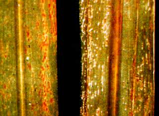 甘蔗黄锈病用什么药 甘蔗黄锈病