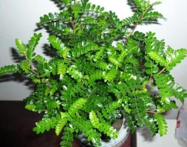 驱蚊草怎么种植方法 驱蚊草的养殖方法和注意事项