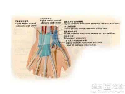 肌腱断裂吃什么好的快 肌腱断裂 什么因素会导致肌腱断裂