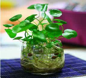 水培铜钱草怎么养 水培铜钱草怎么养?