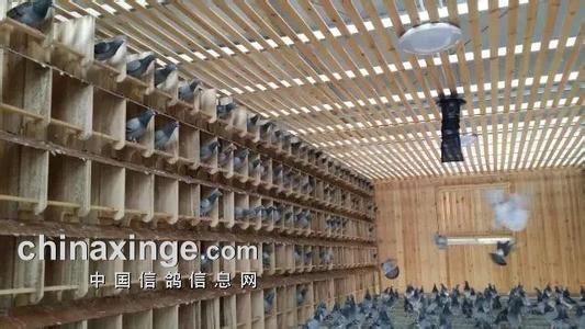 心脏支架医保报销比例 心脏支架“架不起健康”,国医大师奇方妙解病症!