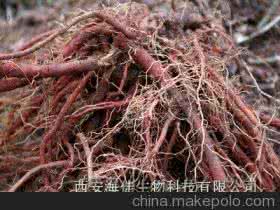 杜仲丹参酒 杜仲的作用与功效 丹参杜仲酒的功效与作用