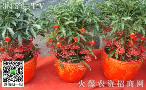 富贵子种子发芽方法 富贵子的繁殖方法
