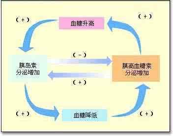 胰岛素与胰高血糖素 胰岛素促进胰高血糖素 苹果能稳定血糖增强思维促进记忆