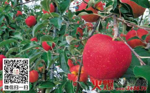 苹果树管理技术视频 苹果树秋季管理 秋季苹果树管理技术介绍