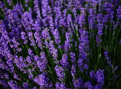 薰衣草花束钩针视频 钩针短袖风衣----“薰衣草”