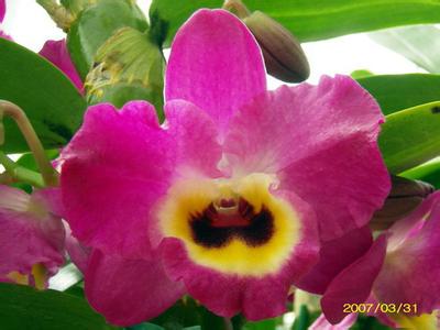 夏威夷花 教你钩夏威夷花