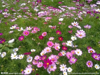 花花草草 花花草草 花花草草测试你的爱情颜色
