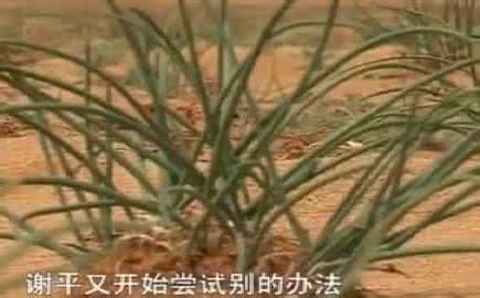 龙胆草价格 人工栽培鸡纵菌的价格 龙胆草的人工栽培