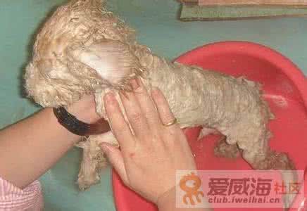 贵宾犬 贵宾犬洗澡时六大注意事项