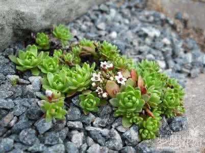 多肉晾根一天够了吗 赞！建一座多肉花园 2平米就够了（移动式多肉植物造景盘）