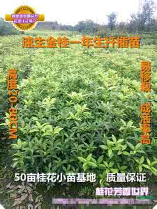 速生桉种植技术 金桂种植 速生金桂的种植优势及种植技术详解