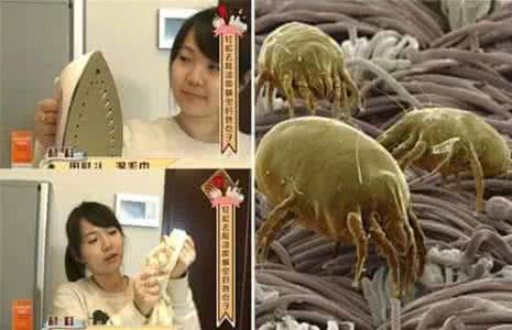 【健康分享 - 一招殺光床上的「寄生蟎蟲」，只要「兩個小工具」...】