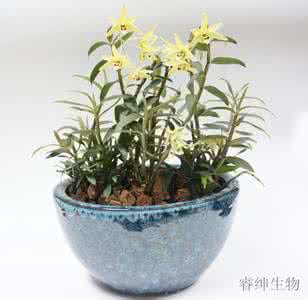 铁皮石斛盆栽种植方法 铁皮石斛盆栽种植方法 家里怎么种植石斛盆栽　铁皮石斛盆栽的护理