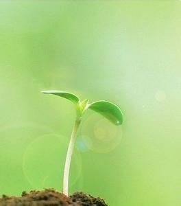 期盼 散文 双语散文:播下种子 期盼收获....