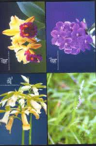 兰花市场行情 集邮市场最新价格行情 兰花价格  兰花价格最新市场行情