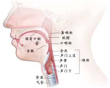 鱼骨头卡喉咙怎么办 鱼骨卡喉该如何正确处理