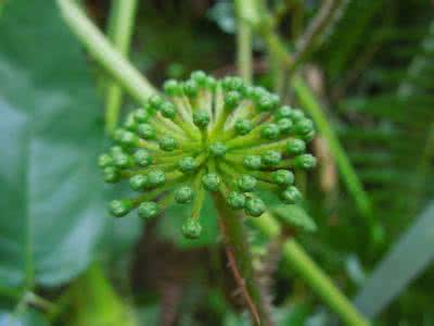 花椒锈病 药用植物花椒锈病