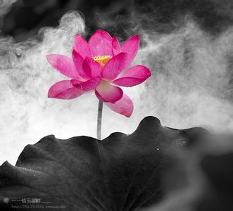恬淡可以形容花 恬淡,禅里开出的花