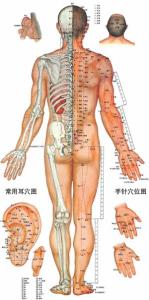 人体十二经络走向图解 人体经络总揽