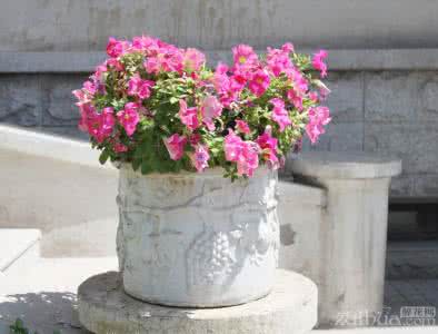 如何给花换盆换土 怎样给花换盆，花卉换盆有技巧