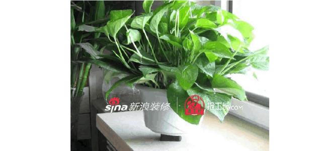 室内植物摆放风水禁忌 室内风水植物有哪些 室内风水植物有哪些呢