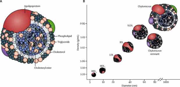 高密度脂蛋白和低密度 低密度脂蛋白胆固醇 高密度脂蛋白胆固醇/ 低密度脂蛋白胆固醇
