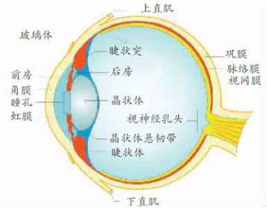 营养素补充剂 补充4种营养素让你远离近视眼