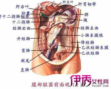 小腹右边是什么器官 小腹右边是具体有什么器官呢？