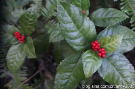 南昌草珊瑚生物科技 草珊瑚(Sarcandra glabra),金粟兰科  