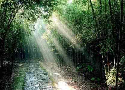 竹林深处 物道丨争分夺秒,在竹林深处寻找春天的“菜王”