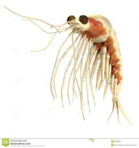 虾属于甲壳类吗 甲壳动物  拟须虾(Aristaeomorpha foliacea)