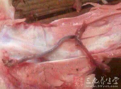 猪肉绦虫 恐怖！这种猪肉竟然藏有虫