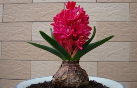 风信子花谢后怎么处理 风信子花谢后怎么处理 风信子花谢了怎么办