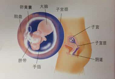 不同月份 胎儿发育 不同月份 胎儿发育 月份大孕肚小，胎儿是不是发育就不好？