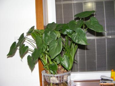 滴水观音怎么养 水木滴水观音怎么养