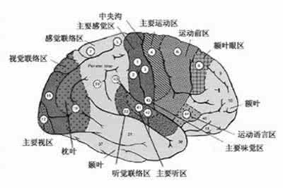 大脑皮层功能区 大脑皮层功能等势说