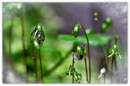 雨水节气如何养生 雨水节气 雨水节气如何科学养生